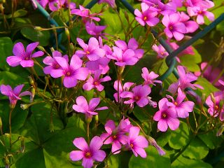 Oxalis articulata