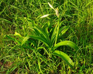 Crinum latifolium