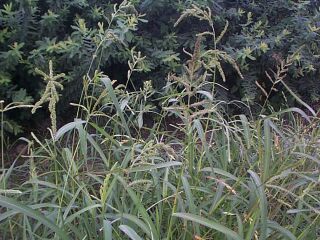Echinochloa crus-gali