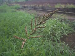 Echinochloa crus-gali
