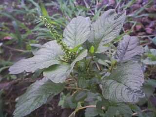 Amaranthus lividus