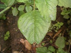 Amaranthus lividus