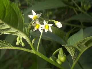 Solanum nigrum
