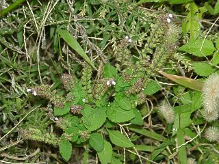 Mosla puncutulata