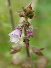 Mosla puncutulata