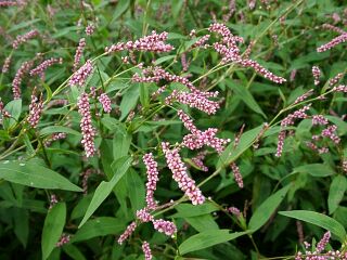 Persicaria longiseta