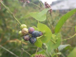 Persicaria perfpliata