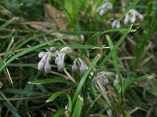 Ophiopogon japonicus