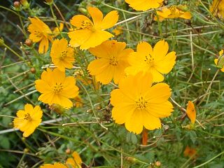 Cosmos sulphureus