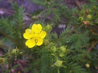 Potentilla chinensis