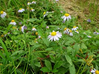 Aster yomena var. dentatus