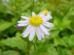 Aster yomena var. dentatus
