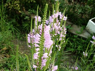 Physostegia virginiana