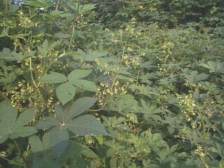 Humulus japonicus