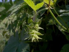 Humulus japonicus