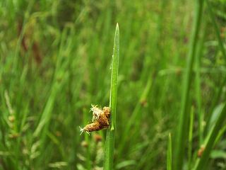 Scirpus triangulatus