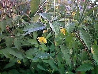 Corchoropsis tomentosa