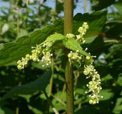 Boehmeria nipononivea