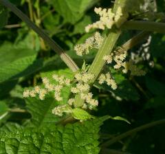 Boehmeria nipononivea