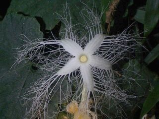 Trichosanthes cucumeroides