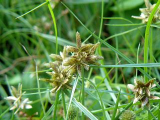 Cyperus sanguinolentus