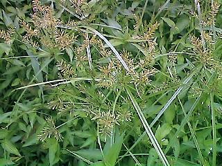 Cyperus microria