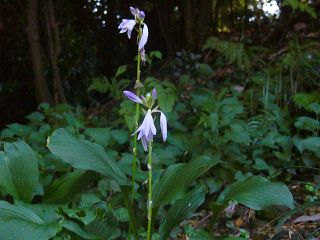 Hosta albo-marginata