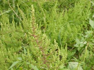 Chenopodium ambrosioides