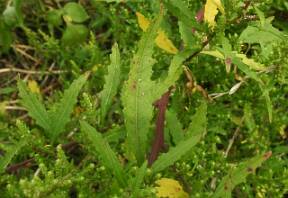 Chenopodium ambrosioides