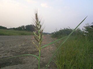 Echinochloa crus-gali Beauv. var. caudata Kitagawa