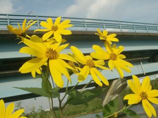 Helianthus tuberosus