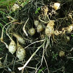 Helianthus tuberosus