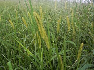 Setaria glauca 