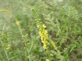 Agrimonia Pilosa var.japonica