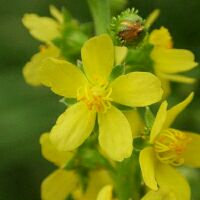 Agrimonia Pilosa var.japonica