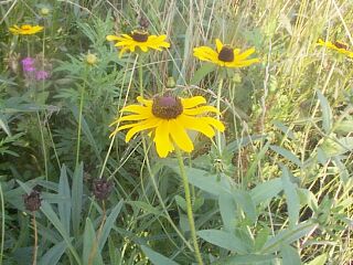 Rudbeckia hirta