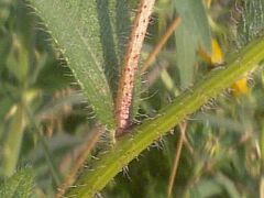 Rudbeckia hirta