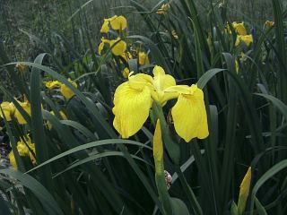 Iris pseudacorus