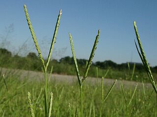 Paspalum distichum