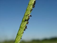 Paspalum distichum