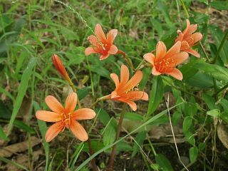 Lycoris sanguinea
