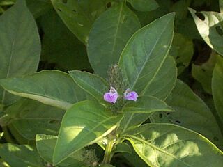 Justicia procumbens var. leucantha