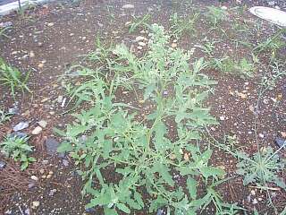 Chenopodium ficifolium