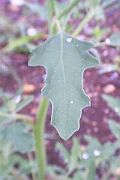 Chenopodium ficifolium