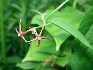 Vincetoxicum sublanceolatum
