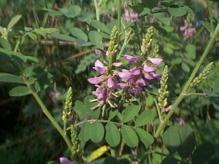 Indigofera pseudotinctoria