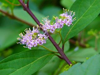Callicarpa dichotoma