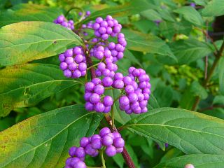 Callicarpa dichotoma