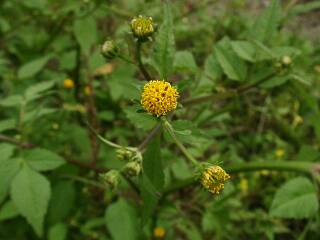 Bindes pilosa