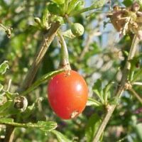Lycium chinense